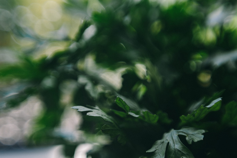 close-up, defocused, plant, greenery, food and drink, day, backgrounds, cucumbers, no people, abstract, nature, vegetable, fragility, growth, leaf, 5K