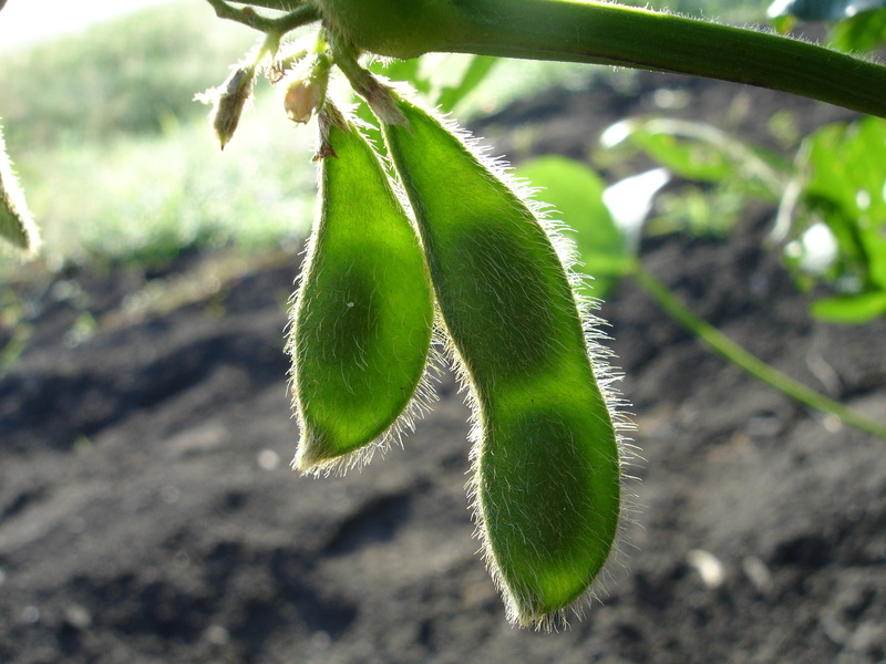 glycine max, 2K, focus on foreground, photography, bean, close-up, agriculture, end of summer, crops, plants, pods, seedling, close, day, freshness, healthy eating