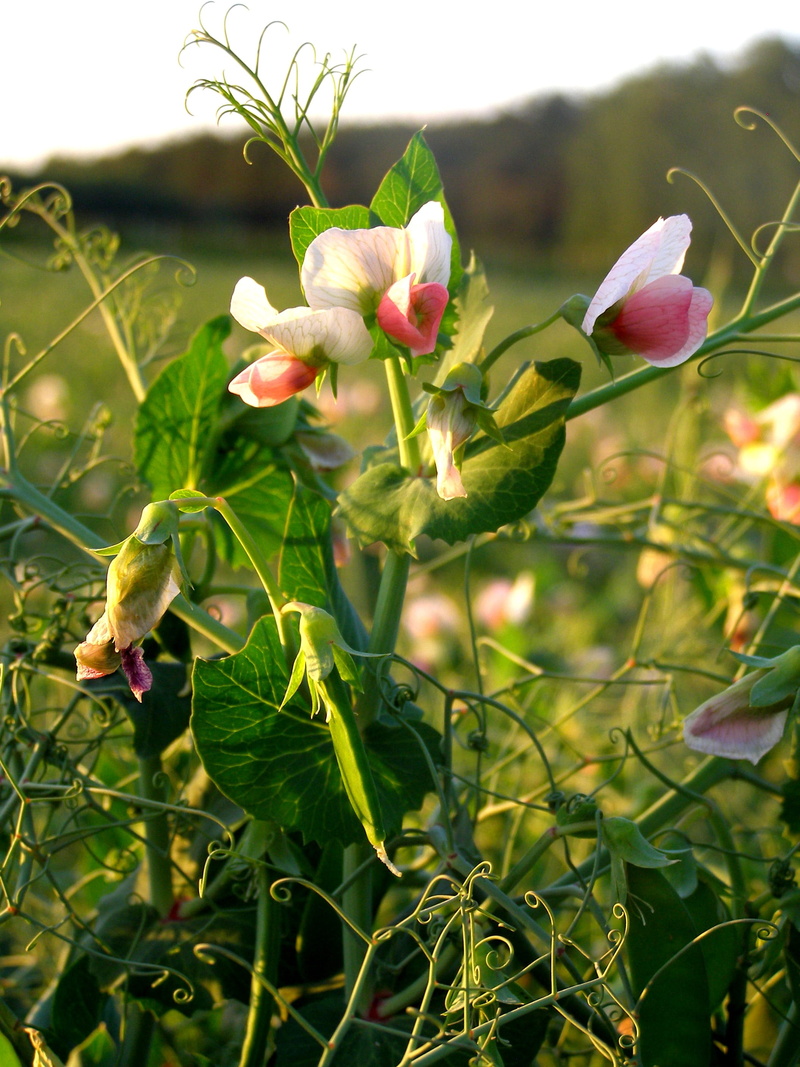 petal, outdoors, freshness, poland, inflorescence, field, flowering plant, flowering plants, focus on foreground, Nature, day, Plant, fragility, pink color