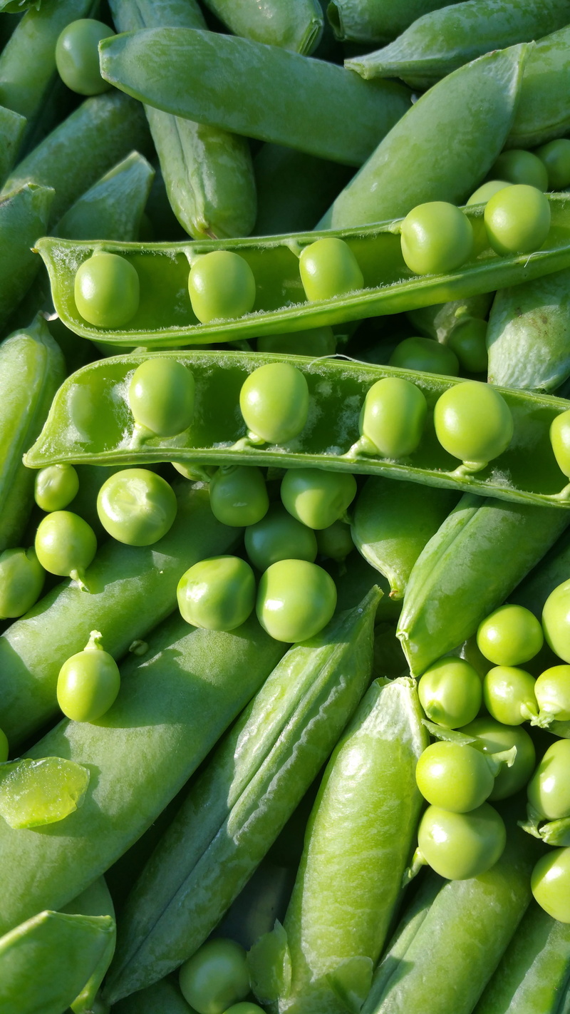 no people, large group of objects, backgrounds, raw food, abundance, vegetables, food and drink, close-up, green color, freshness, bean, food, full frame