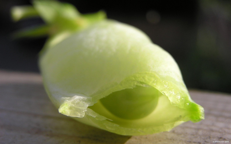 single object, healthy eating, vegetable, 2K, drop, water, plant, day, outdoors, freshness, green color, focus on foreground, close-up, wellbeing, leafed