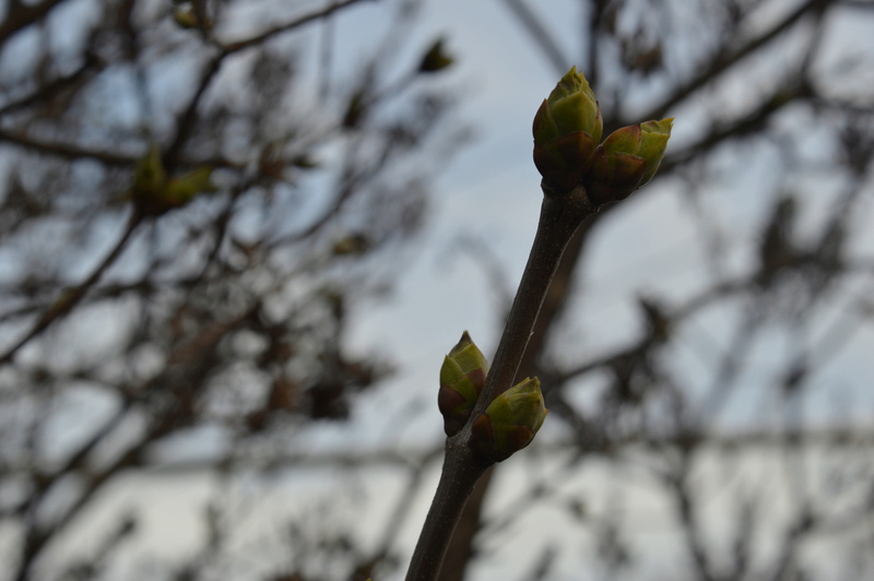 plant part, tree, plant, close-up, nature, green, freshness, branch, food, low angle view, spring, beginnings, focus on foreground, flower, food and drink