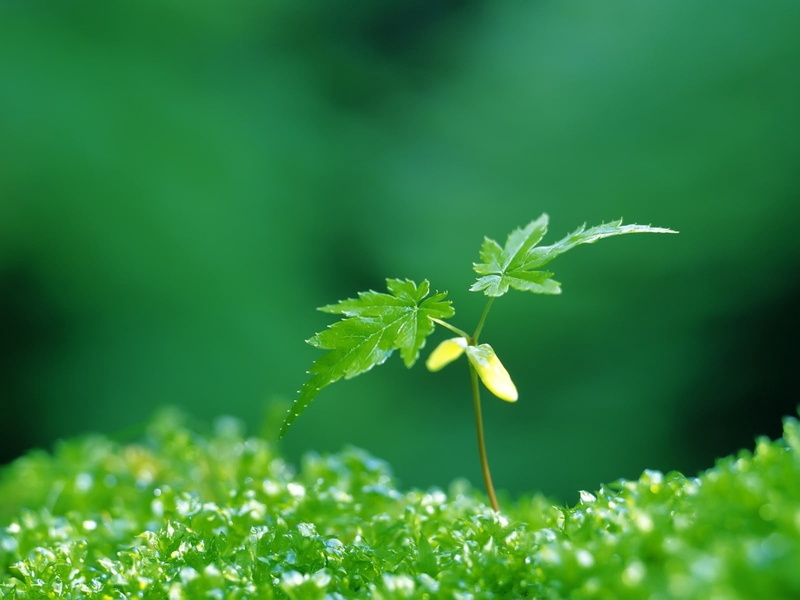 dew, new Life, freshness, leaf, growth, environment, flowering plant, sunlight, macro, backgrounds, wet, no People, environmental Conservation, water, summer