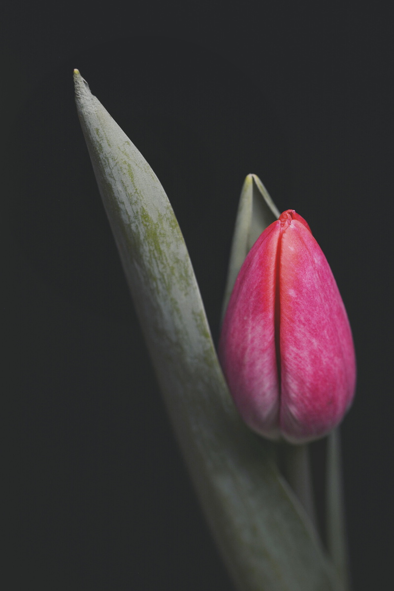 blossom, freshness, filter, sprout, bud, no people, isolated, 5K, indoors, growth, pink, plant, pink color, floral, flowering plant, black background