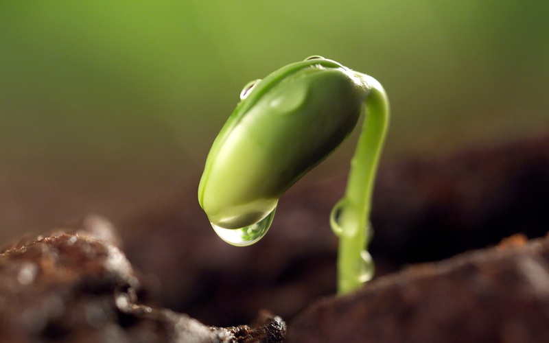 green color, no people, 1080P, plants, close-up, vegetable, fragility, focus on foreground, new life, sprout, dew, green, land, poisonous, beauty in nature