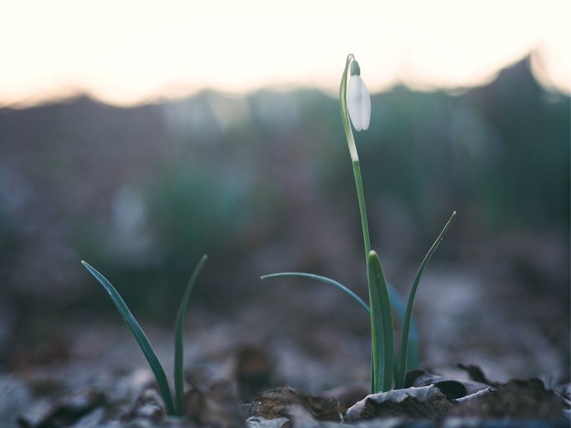 sprout, 5K, F1.8, snowdrop, green, plant, nature, Olympus  PEN-F, F  M, digital  camera, close-up, springtime