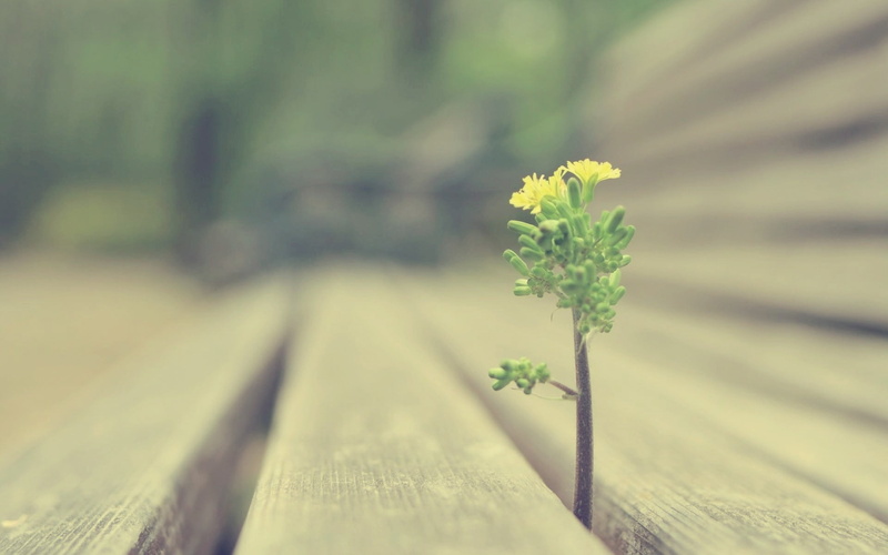 day, table, flower head, nature, growth, wood - Material, outdoors, 1080P, flowers, springtime, close-up, green Color, vulnerability, flower, wood, backgrounds
