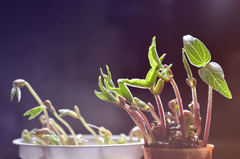 studio shot, growth, herb, food and drink, seeds, focus on foreground, plant, healthy eating, flower pot, green color, 2K, leaf, no people, green, beauty in nature