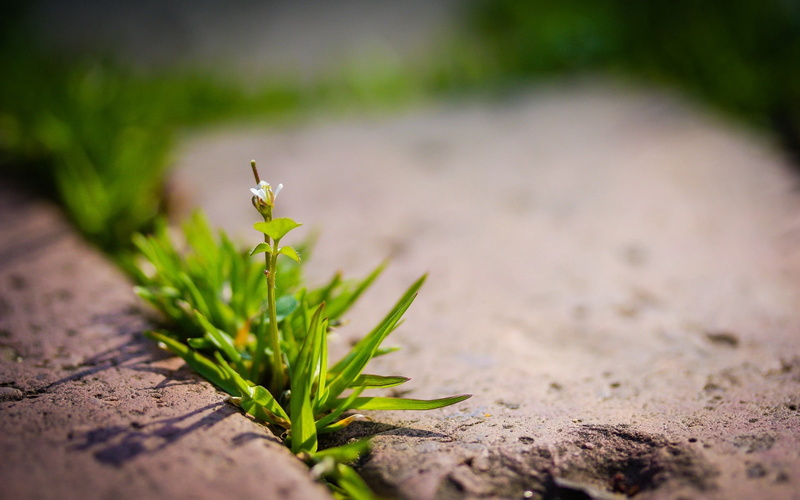 plant, growth, 1080P, leaf, day, summer, one animal, gardening, close-up, outdoors, grass, animals in the wild, new Life, seedling, macro, backgrounds