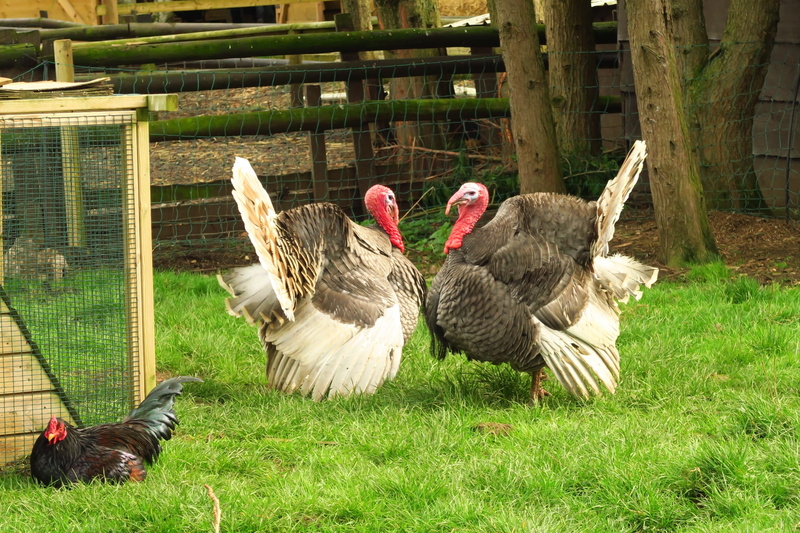 female, group of animals, chicken, land, outdoor, no people, livestock, hen, green, vertebrate, range, farm, chick, turkey, rural, animal themes, animal
