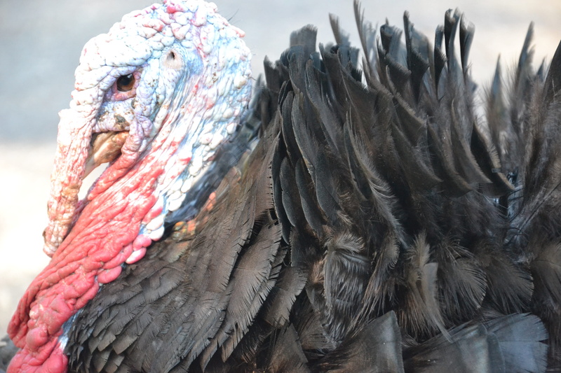 animals in the wild, shallow, close-up, multi colored, color, scarf, clothing, mammal, one animal, birds, art and craft, animal wildlife, portrait, rust