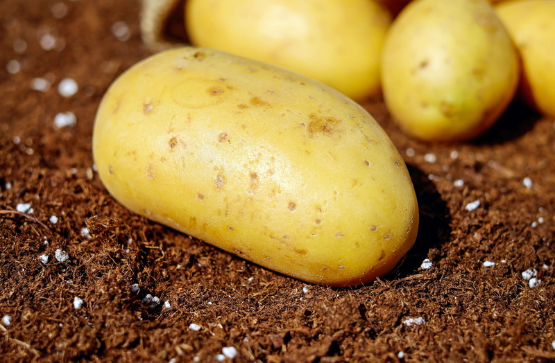 still life, no people, yellow, fruit, harvest, food, close-up, healthy eating, raw food, potato, wellbeing, agriculture, vegetables, organic, vegetable