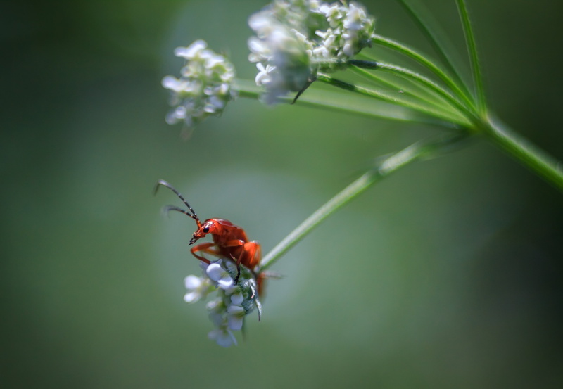 red, Carl  Zeiss, focused, sorin, gona, green Color, 4K, beetle, plant, nature, do it, close-up, leaf, red beetle, Jena, photo, macro, 35mm, summer, insect