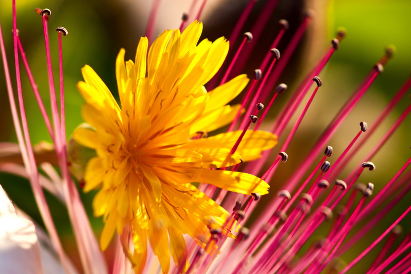 close-up, nature, yellow, φως, focused, Crete, petaled, macro, flowers, Κρήτη, Rethymno, φύση, photography, 4K, plant, light, flower, colors