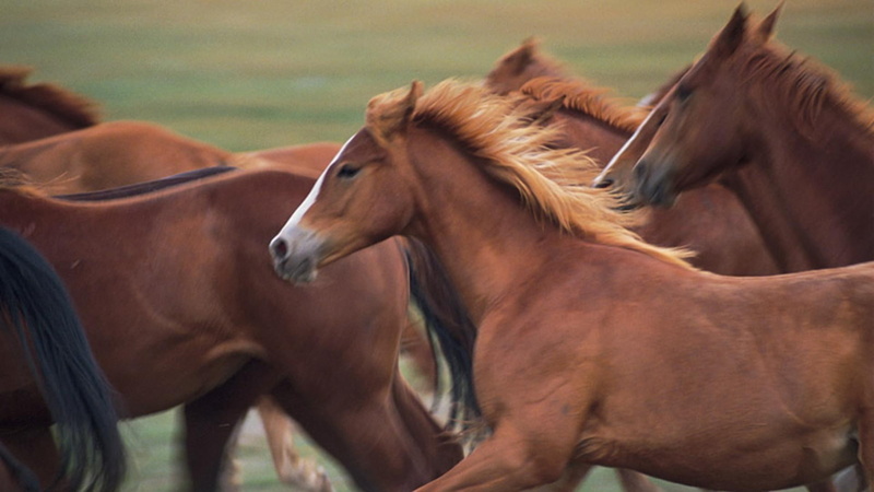 focusing, animals, wild horses, pets, brown horses, nature, 1080P, wildlife, one