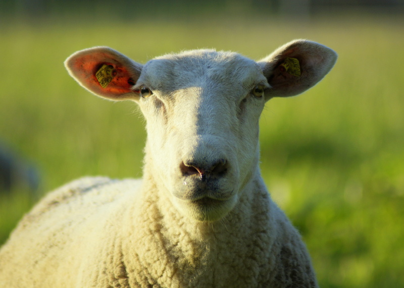 to watch, animal, sheep face, livestock, no people, portrait, meadow, animal nose, pets, challenging, herbivorous, 4K, day, animal themes, face, frontal