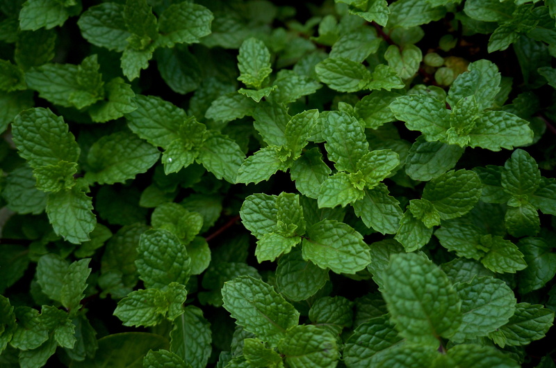 day, food, no people, food and drink, plant, mint leaf - culinary, close-up, plant part, full frame, herb, backgrounds, growth, nature, vegetable, leaf