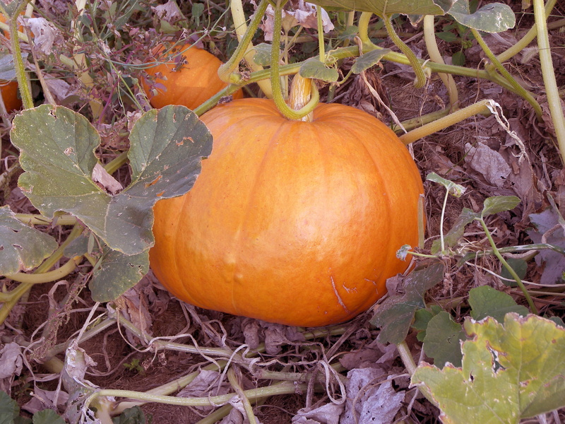 garden, food and drink, growth, day, plant part, orange color, fresh, healthy eating, 2K, veggies, freshness, plant, wellbeing, vegetable, land, harvest