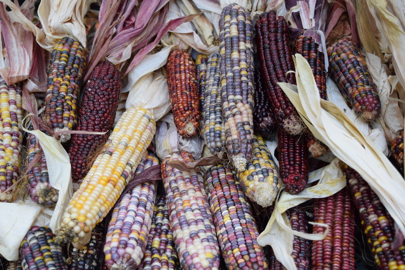 for sale, full frame, raw food, sweetcorn, corn on the cob, outdoors, veggies, still life, no people, high angle view, healthy eating, food, large group of objects