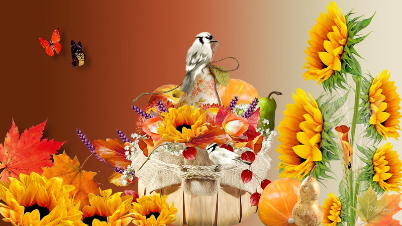 papillon, 1080P, autumn, thanksgi, pumpkin, gourd, calling, flowers, food, fall, butterflies, harvest, bright, grass, leaves