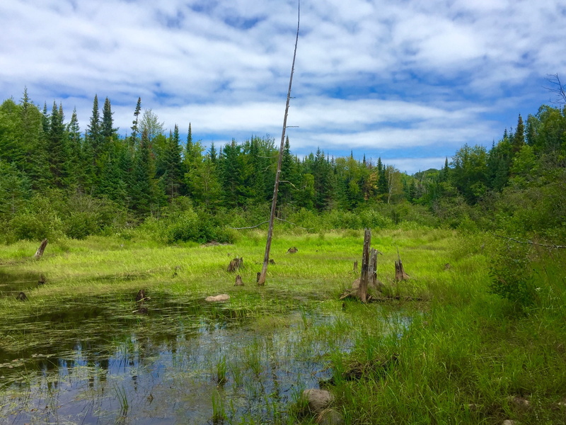 grass, nature, non-urban scene, remote, scenic, tree, 2K, north, sky, growth, landscape, tranquil scene, ontario, wilderness, trees, beautiful, canada