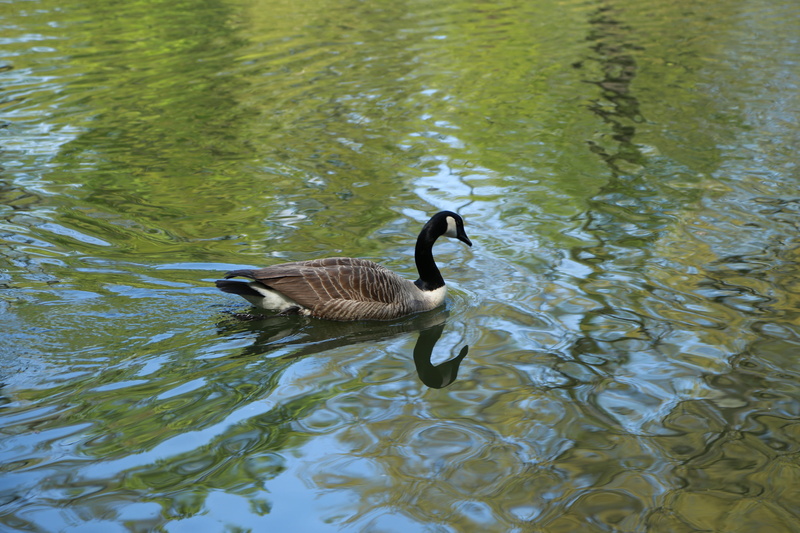 noel online gift shop, secluded, swimming, reflection, the river, ripple, wave, new, pond, animal, zoology, the body of water, central park, the creek