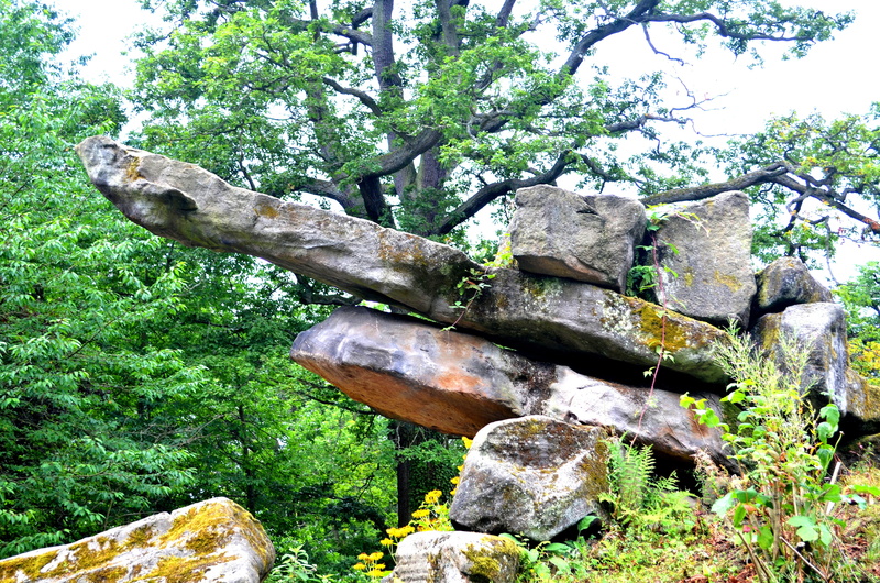 solid, beauty in nature, wood - material, peaceful, park, land, botanical, rocks, outdoor, tree, day, no people, branch, trunk, secluded, pond, growth