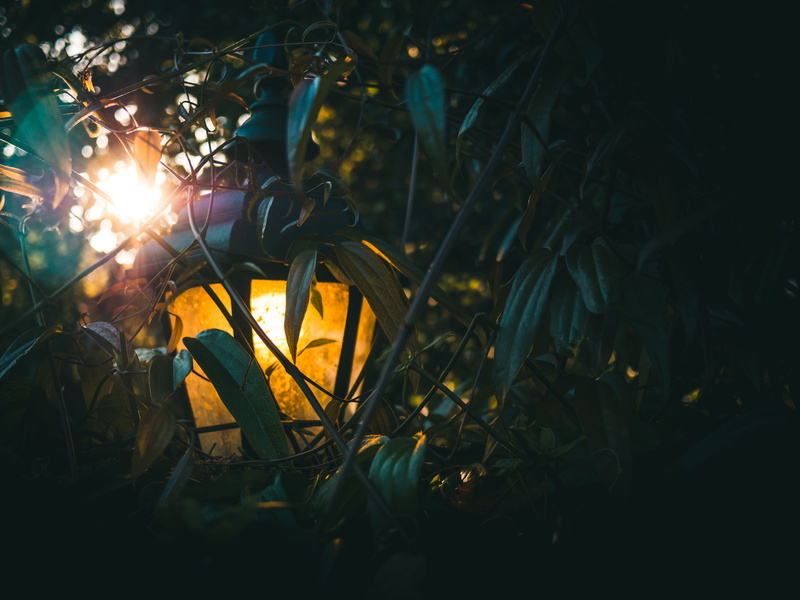 no people, close-up, orange color, field, light, hidden, green color, tree, 4K, vines, night, plant part, land, oakland, glowing, united states, illuminated