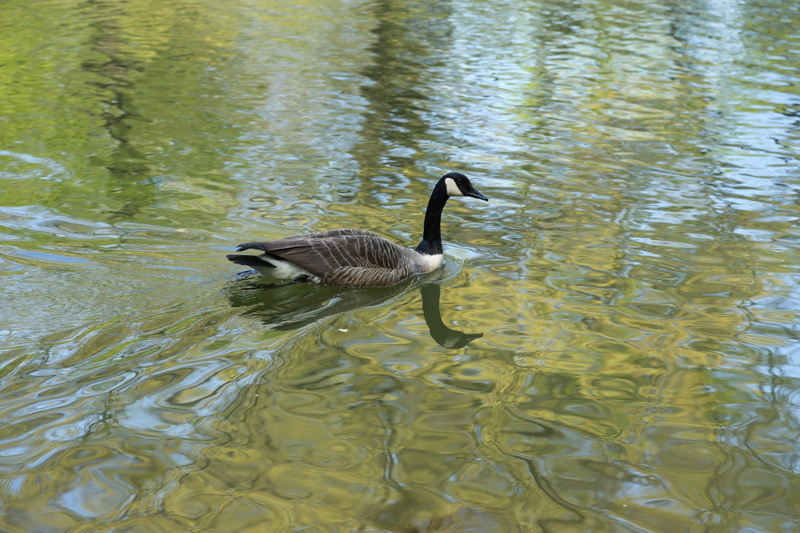 birds, day, water bird, floating on water, acanthus, 5K, beak, the river, lake, reflection, secluded, duck, animal neck, spring, new york, rippled, streams