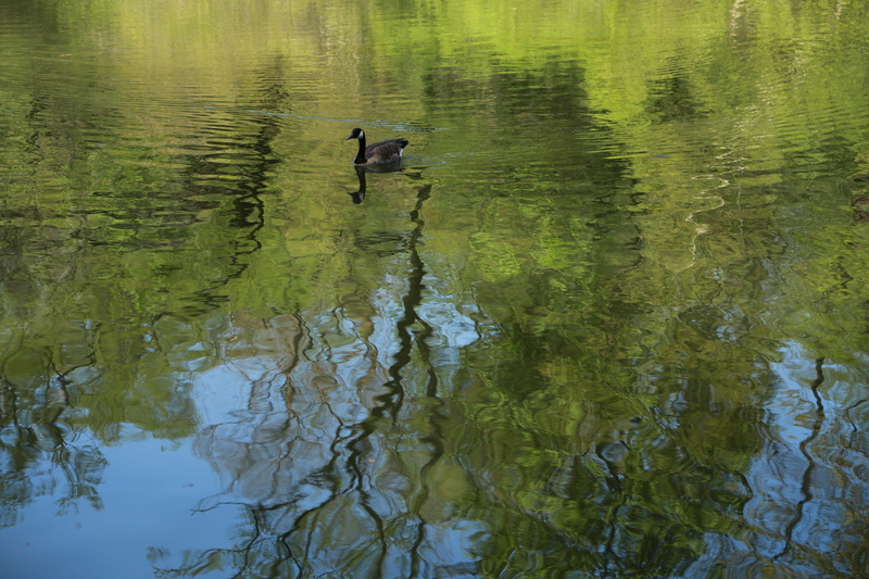 new york, noel online gift shop, creek, birds, bird, secluded, the body of water, animal themes, animal wildlife, acanthus, beak, vertebrate, lake, central park