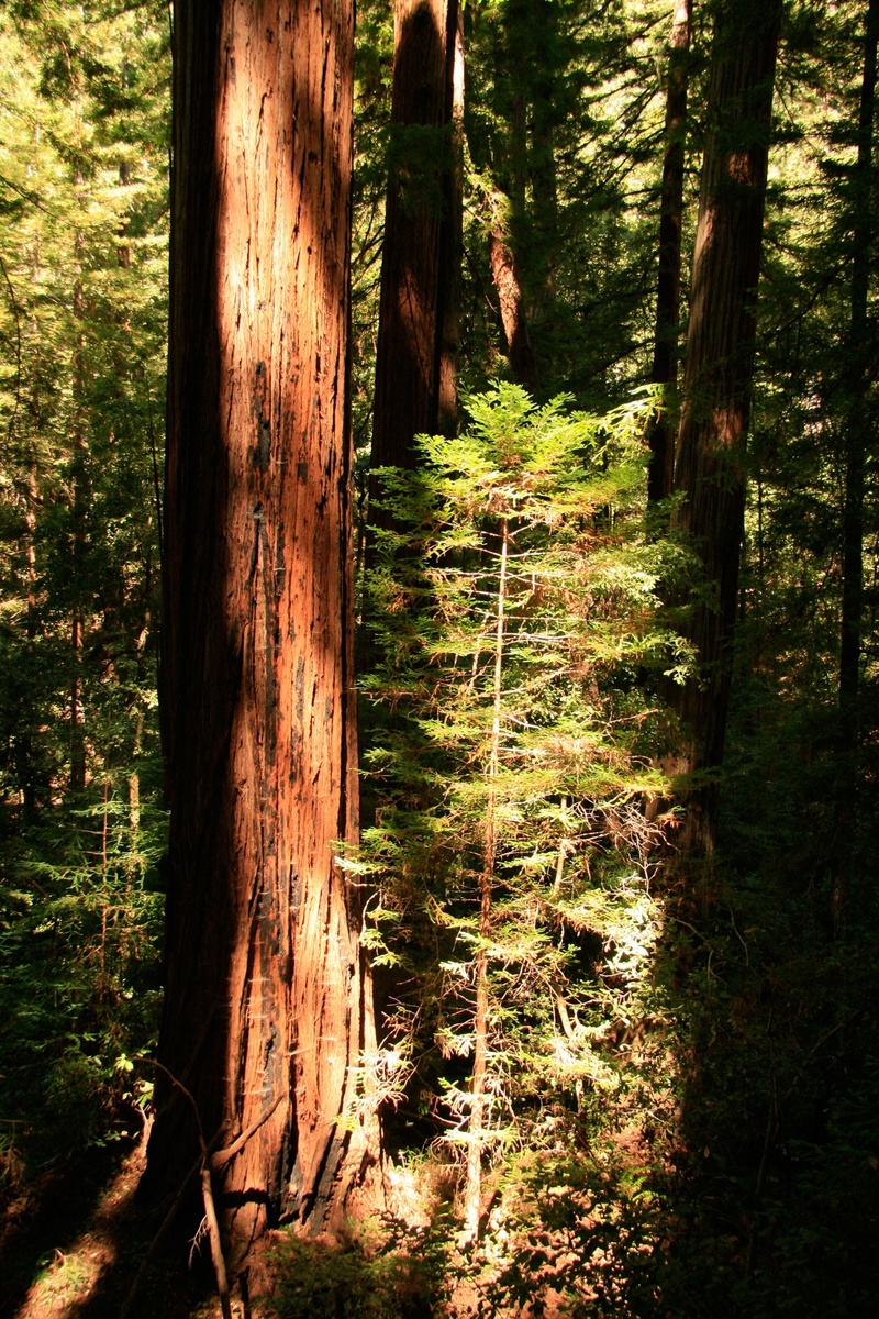 huge, tall, day, hike, sunlight, walk, tree trunk, giant, no people, woodland, ecology, ancient, secluded, hiking, lush, nature, outdoors, tranquil scene