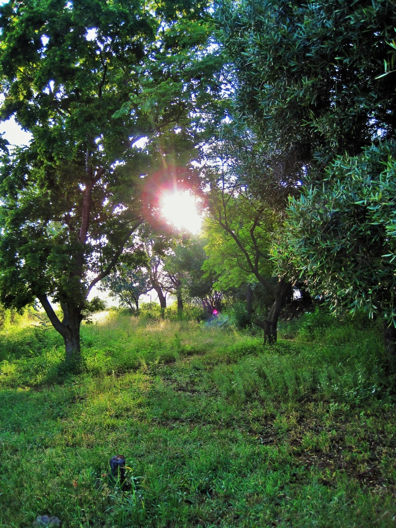 veld, sun, trees, plant, beauty in nature, outdoors, tree, scenics - nature, lens flare, land, green color, day, grass, rising, tranquility, sunlight, bright