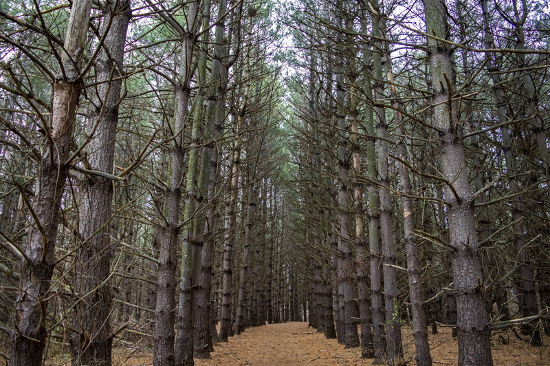 landscape, land, tranquility, pathway, pines, day, woodland, scenics - nature, treelined, path, trunk, 5K, forest, plant, tree, beauty in nature, nature