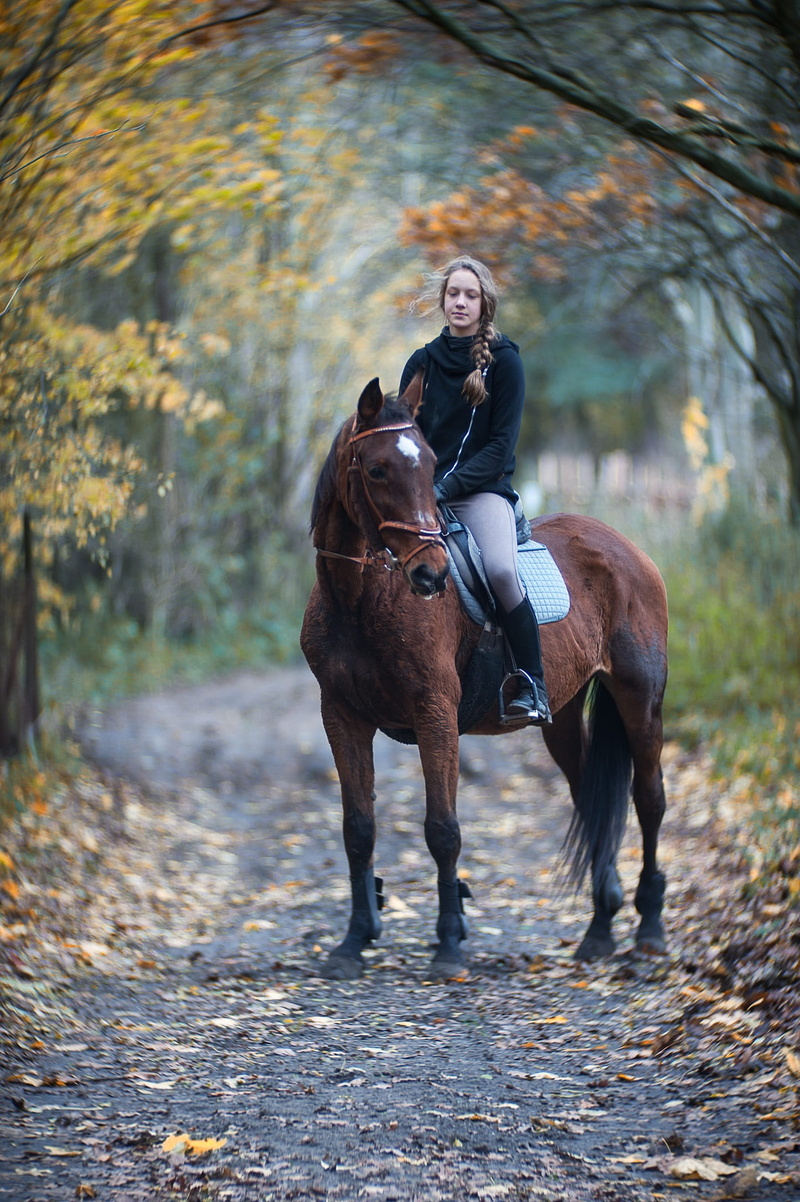 outdoors, nature, herbivorous, autumn, 1080P, tree, raod, autumn gold, landscape, horses, mammal, tint, animal wildlife, real people, domestic, looking at camera