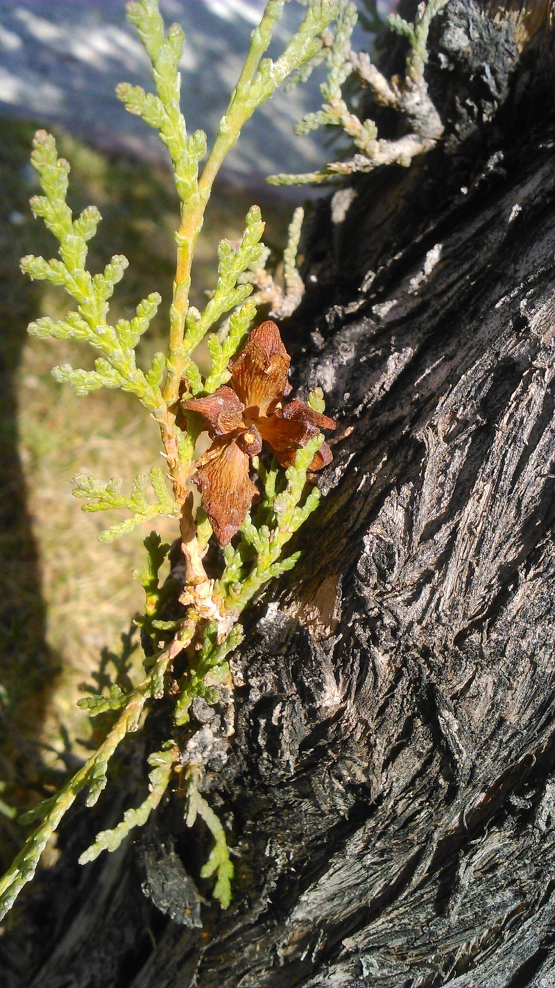 no people, Pine, rough, plant, selective focus, lichen, nature, textured, plant part, bark, close-up, wood - material, trunk, beauty in nature, growth