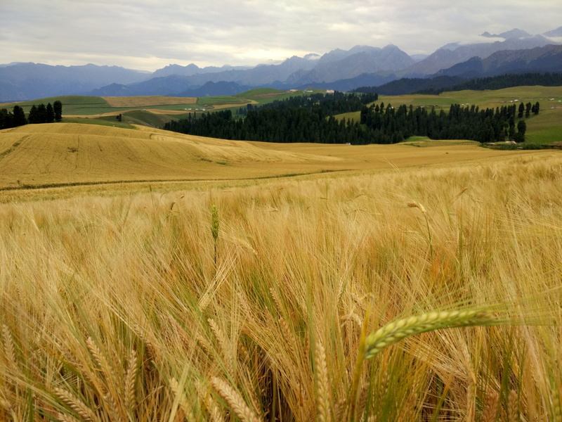 rural Scene, day, mountain range, scenics, beauty in nature, tranquility, tianshan mountains, land, field, summer, sky, Wheat, non-Urban Scene, environment