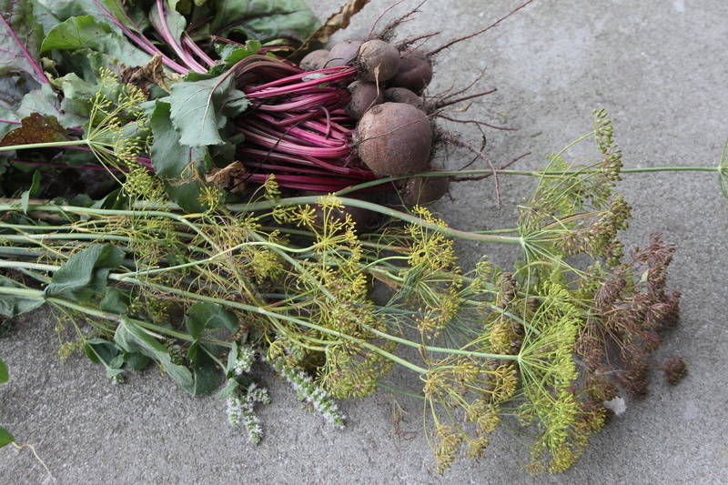 wellbeing, purple, nature, plant part, green color, no people, organic, food, day, red burak, common beet, summer, high angle view, no one, burak, vegetable