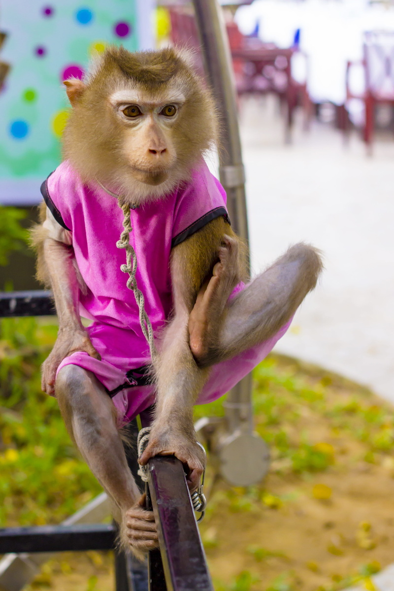 monkey, primate, nature, 4K, looking at camera, full length, real people, portrait, pet monkey, write, male, focus on foreground, vertebrate, animal wildlife