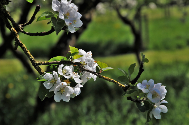 season, delicate, a garden plant, sprig, plant, petal, springtime, closeup, fragility, view, cherry tree, sad, close-up, tree, flowering plant, spring