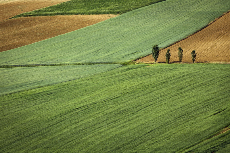 land, trees, rural scene, plots, farm, tranquility, angle, growth, beauty in nature, scenics - nature, no people, plantation, field, vegetation, green