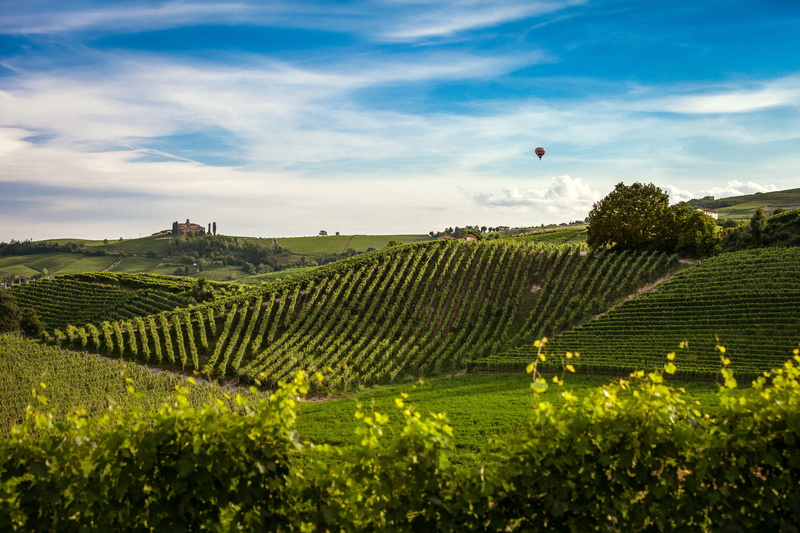 green, harvest, outdoors, scenics - nature, picturesque, green color, winemaking, nature, land, crop, wine, crops, grass, plant, trees, field, plantation
