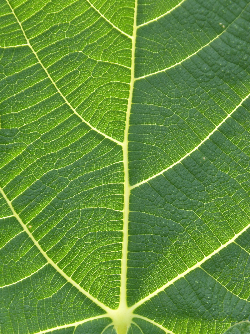 beauty in nature, background, green, outdoors, leaf, brightly lit, green leaves, abstract background, leaf vein, daughter, springtime, summer, 4K, nature
