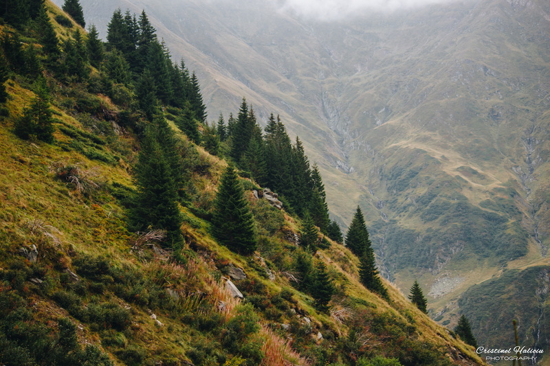 mountains, pine trees, outdoors, Romania, mountain pass, landscape, 5K, nature