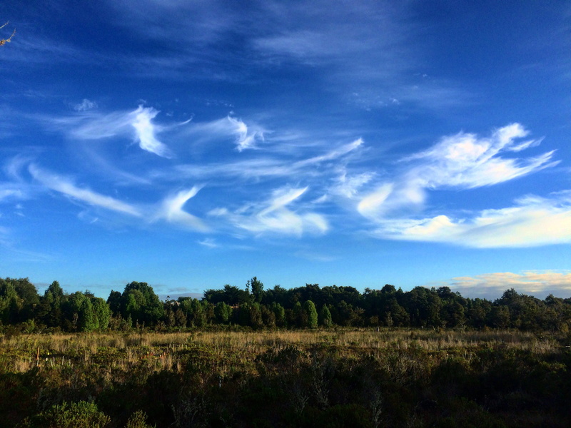 rural scene, outdoors, senda darwin, biodiversidad, naturaleza, plant, chiloe, growth, cloud - sky, scenics - nature, tree, landscape, native forest, grass