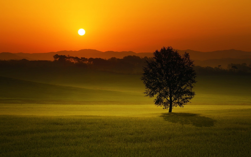 beauty in nature, 1080P, tree, field, no people, nature, orange color, golden, sunset, outdoors, tranquil scene, grass, sky, tranquility, idyllic, landscape