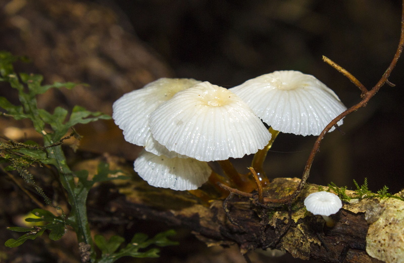outdoors, mushroom, fungi, ancud, close-up, 2K, growth, chiloe, vulnerability, hongos, fungus, bosques de chile, land, plant, no people, native forest