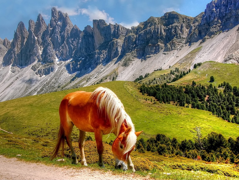 day, sun, animal wildlife, no people, holiday, mountain hiking, lawn, beauty in nature, one animal, villnösstal, geisler range, plant, landscape, Mountains