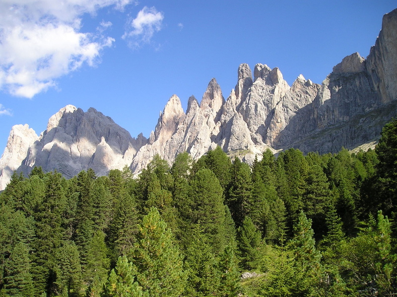 day, growth, pine woodland, pine tree, rock walls, land, mountains, wall, green color, landscape, tranquil scene, plant, sky, climb, tree, outdoors, non-urban scene