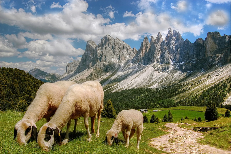 rock, outdoors, scenics - nature, animal themes, villnösstal, pasture, south tyrol, s, herbivorous, pets, livestock, sky, beauty in nature, alpine, italy