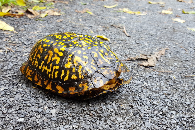 crossing, close-up, vertebrate, animals in the wild, reptile, terrapin images, pictures of terrapins, turtle pictures, day, turtle, shell, no people, nature